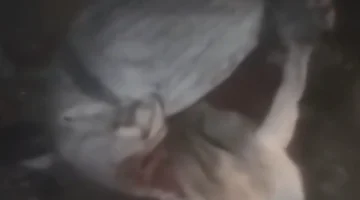 الأجهزة الأمنية تكشف تفاصيل العثور على جثة فتاة في شيكارة داخل منطقة سكنية